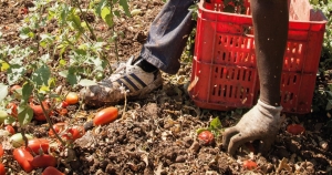 APPROVATO IL PIANO NAZIONALE CONTRO LO SFRUTTAMENTO E IL CAPORALATO IN AGRICOLTURA